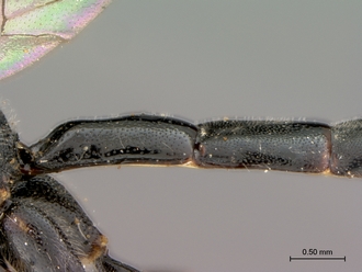 Syzeuctus_electus_HT_female_petiole_lateral