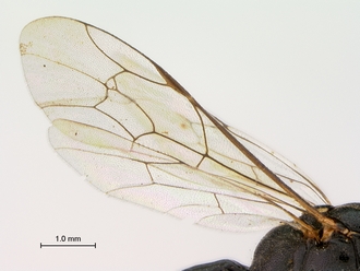 Syzeuctus_electus_HT_female_wings