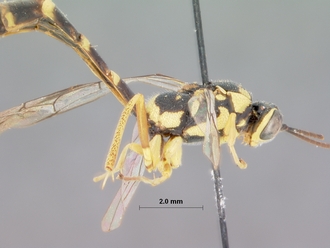 Syzeuctus_elongatus_holotype