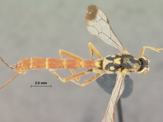 Syzeuctus_fuscicornis_holotype