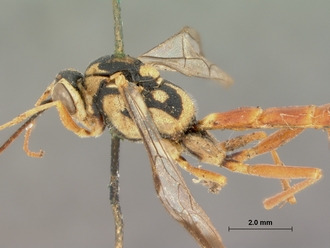 Syzeuctus_fuscicornis_holotype