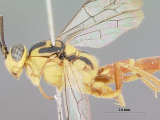 Syzeuctus_meridionalis_holotype