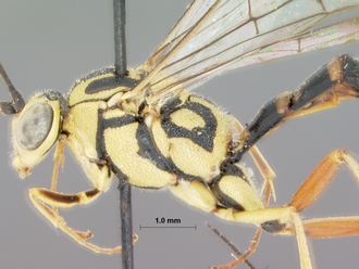Syzeuctus_namaquensis_holotype