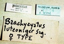 Brachycyrtus_luteoniger_labels