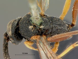 Charops_brevipennis_HOLOTYPE