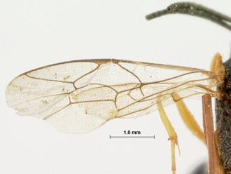 Charops_brevipennis_HOLOTYPE