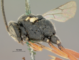 Allotheca_annulipes_HOLOTYPE