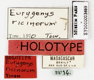 Eurygenys ricinorum labels