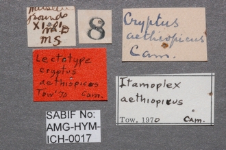 Cryptus_aethiopicus_labels