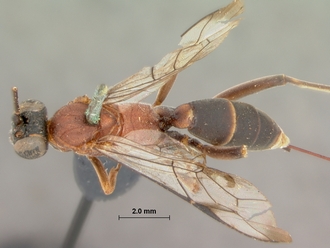 Costifrons_parvidens_HOLOTYPE