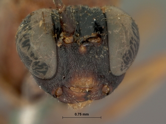 Costifrons_parvidens_HOLOTYPE