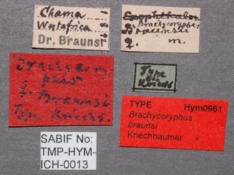 Brachycoryphus_braunsii_labels