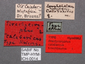 Brachycoryphus_calabaricus_labels