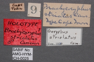 Brachycoryphus_striolatus_labels