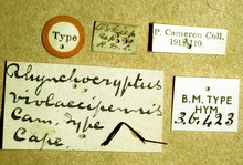 Rhynchocryptus_violaceipennis_labels