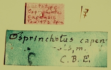 Osprynchotus_capensis_labels