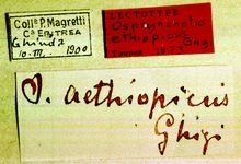 Osprynchotus_ethiopicus_labels
