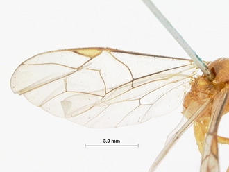 Perilussus_testaceoides_HOLOTYPE