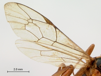 Afrobystra_variata_HOLOTYPE_female_wings