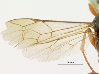 Afromelichneumon_ruficaudis_wing_HOLOTYPE
