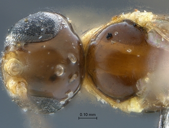 Arearis paradoxa head mesosoma dorsal