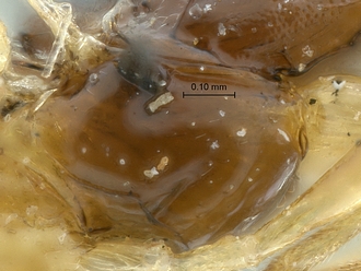 Arearia paradoxa mesopleuron