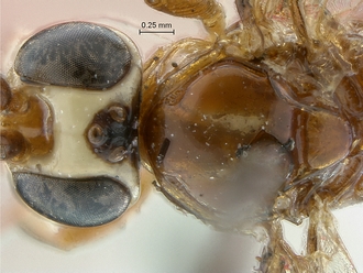 Chauvinia nitida head mesosoma dorsal