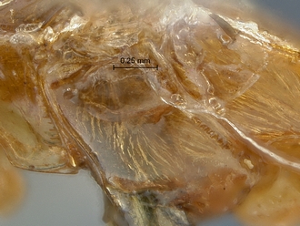 Chauvinia pelecinoides mesopleuron
