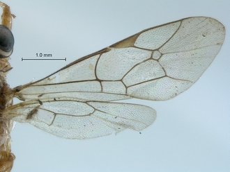 Chauvinia pelecinoides wings