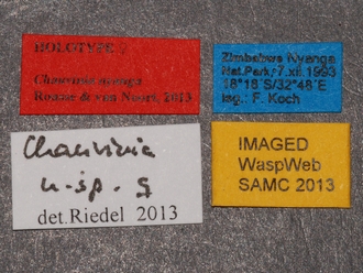 Chauvinia_nyanga_holotype_labels
