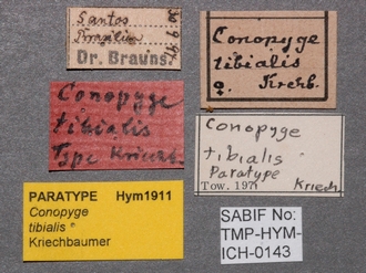 Conopyge_tibialis_labels