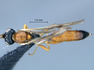 Diadromus collaris habitus dorsal