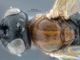 Diadromus collaris head mesosoma dorsal
