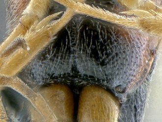 Diadromus collaris postpectal carina