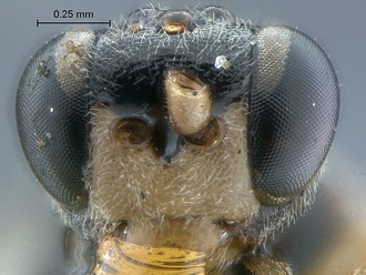 Dicaelotus cariniscutis face