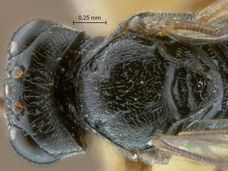 Dicaelotus cariniscutis  head mesosoma dorsal
