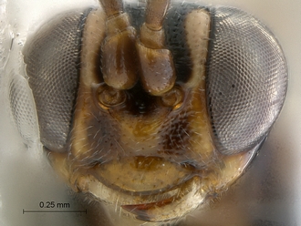 Dicaelotus hoerikwaggoensis face