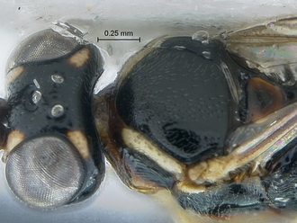 Dicaelotus hoerikwaggoensis head mesosoma dorsal