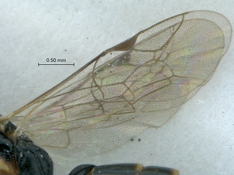 Dicaelotus hoerikwaggoensis wings