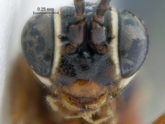 Dicaelotus tablemountainensis face