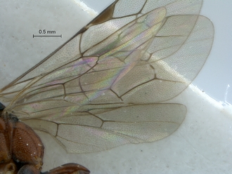 Dicaelotus tablemountainensis wings