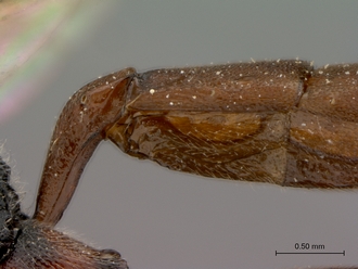 Diphyus_exarptus_HOLOTYPE_male_petiole_lateral