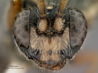 Diphyus_solers_HOLOTYPE_female_head_frontal