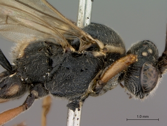 Diphyus_solers_HOLOTYPE_female_head_mesosoma_lateral