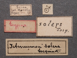 Diphyus_solers_HOLOTYPE_female_labels