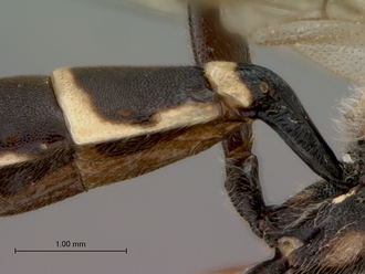 Diphyus_solers_HOLOTYPE_female_petiole_lateral