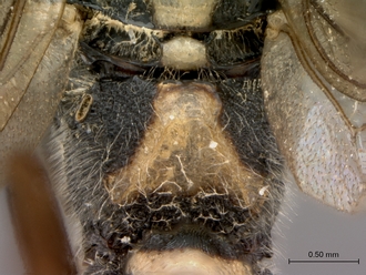 Diphyus_solers_HOLOTYPE_female_propodeum_dorso-posterior