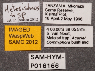 Heterischnus nsp labels