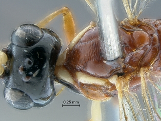 Heterischnus olsoufieffi head mesosoma dorsal