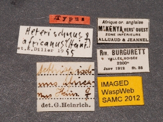 Heterischnus_africanus_holotype_labels
